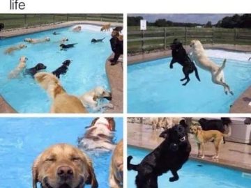 Dogs having an epic pool party, looking happier than ever.