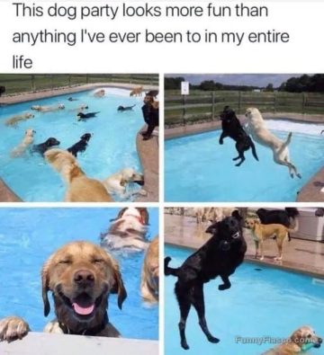 Dogs having an epic pool party, looking happier than ever.