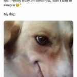 Dog with playful expression interrupts sleeping in plans
