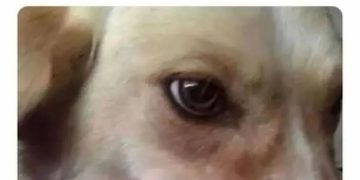 Dog with playful expression interrupts sleeping in plans