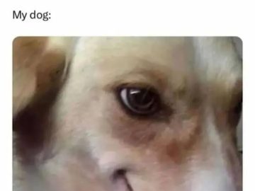 Dog with playful expression interrupts sleeping in plans