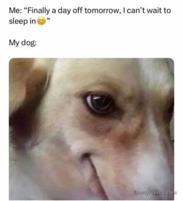 Dog with playful expression interrupts sleeping in plans