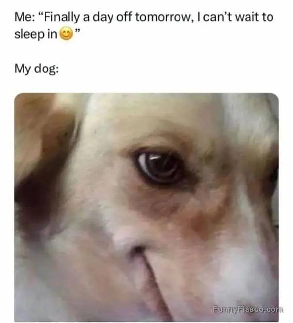 Dog with playful expression interrupts sleeping in plans