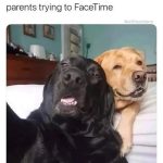Two dogs looking confused like parents on FaceTime.