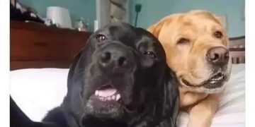 Two dogs looking confused like parents on FaceTime.