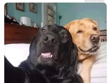 Two dogs looking confused like parents on FaceTime.