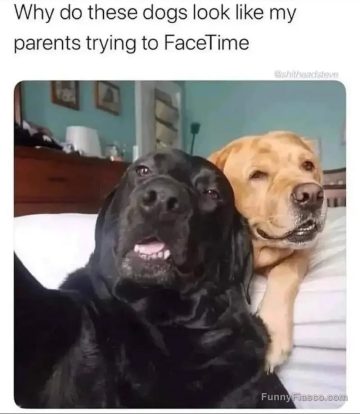 Two dogs looking confused like parents on FaceTime.