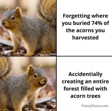 Squirrel happily realizing forgotten acorns turned into trees.