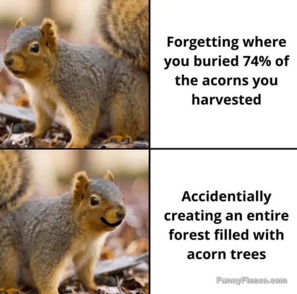 Squirrel happily realizing forgotten acorns turned into trees.