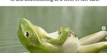 Frog lounging on a leaf embodying JOMO: Joy of Missing Out.