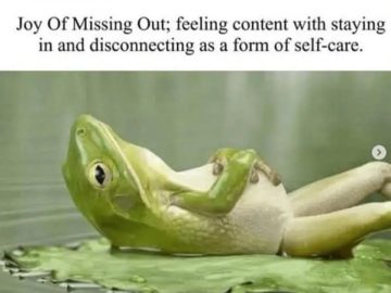 Frog lounging on a leaf embodying JOMO: Joy of Missing Out.