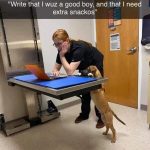 Dog at vet demanding extra treats in report