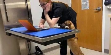 Dog at vet demanding extra treats in report