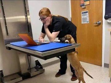 Dog at vet demanding extra treats in report