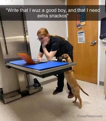 Dog at vet demanding extra treats in report