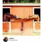 Two horses appearing to kiss over stable doors