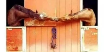 Two horses appearing to kiss over stable doors