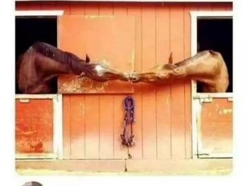 Two horses appearing to kiss over stable doors