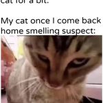 Cat judging owner suspiciously after interacting with another cat