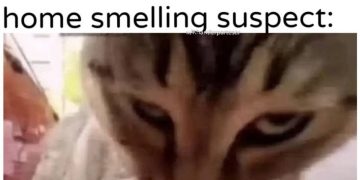 Cat judging owner suspiciously after interacting with another cat