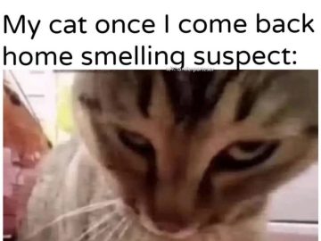 Cat judging owner suspiciously after interacting with another cat