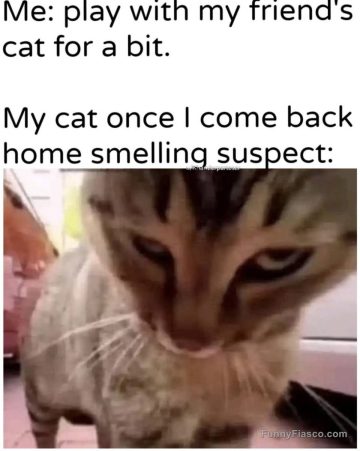 Cat judging owner suspiciously after interacting with another cat