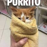 Adorable kitten wrapped like a burrito in a cozy towel