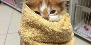 Adorable kitten wrapped like a burrito in a cozy towel