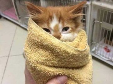 Adorable kitten wrapped like a burrito in a cozy towel