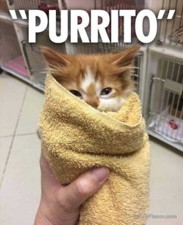 Adorable kitten wrapped like a burrito in a cozy towel