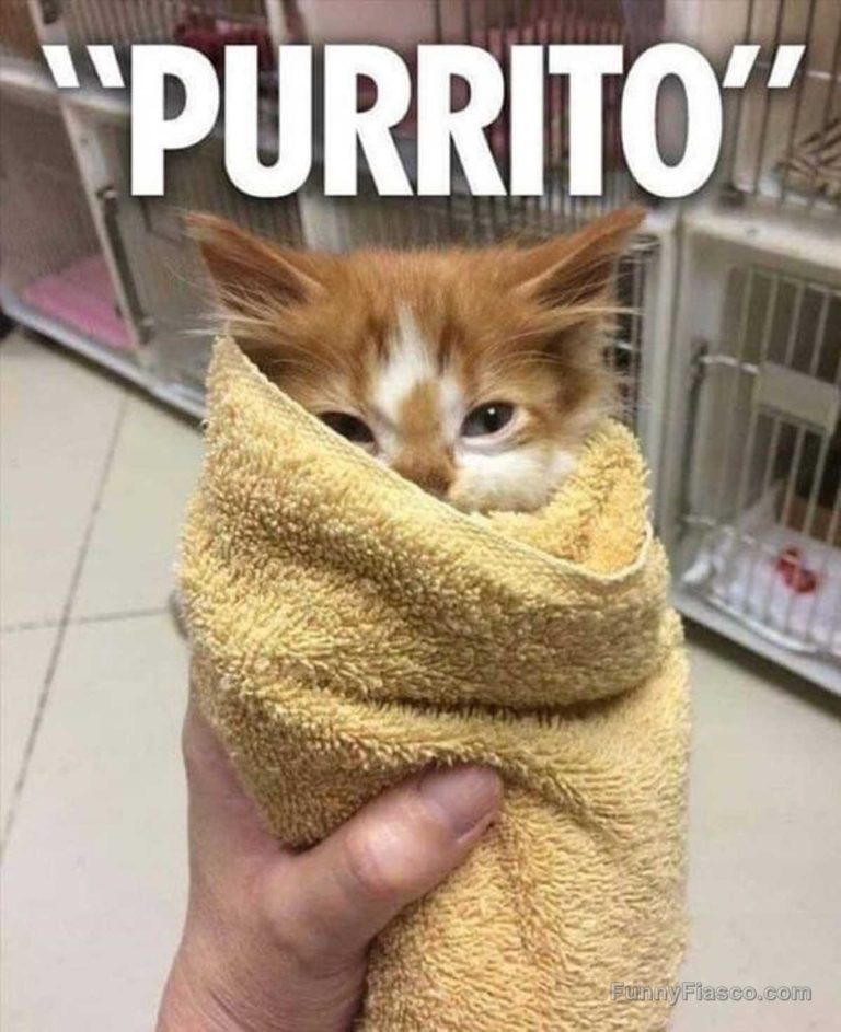 Adorable kitten wrapped like a burrito in a cozy towel