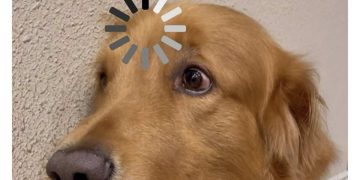Golden retriever with loading symbol above head looking confused.