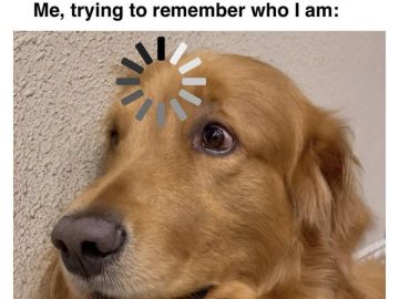 Golden retriever with loading symbol above head looking confused.
