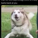 Excited dog surprised by mailman barking back after 900 days.