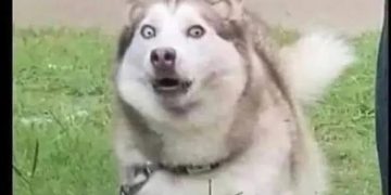 Excited dog surprised by mailman barking back after 900 days.