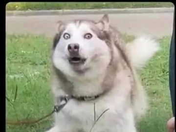 Excited dog surprised by mailman barking back after 900 days.