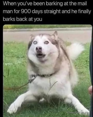 Excited dog surprised by mailman barking back after 900 days.