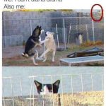 Two dogs in a dramatic fight observed by a sneaky cat peeking over a wall.