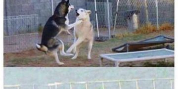 Two dogs in a dramatic fight observed by a sneaky cat peeking over a wall.