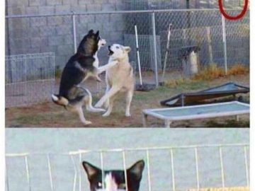 Two dogs in a dramatic fight observed by a sneaky cat peeking over a wall.
