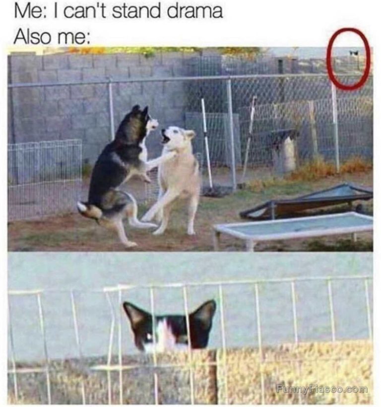 Two dogs in a dramatic fight observed by a sneaky cat peeking over a wall.