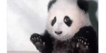 A panda raising its paws with text about giving advice ending in "IDK though."