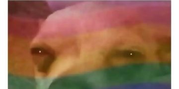 Dog face with rainbow flag overlay, reacting to "my partner."