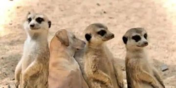 Dog sitting with meerkats looking confused and out of place.