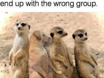 Dog sitting with meerkats looking confused and out of place.