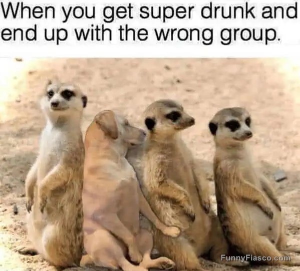 Dog sitting with meerkats looking confused and out of place.