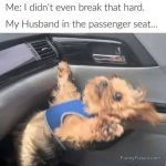 Small dog looks startled in car as if reacting to sudden braking.