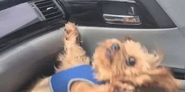 Small dog looks startled in car as if reacting to sudden braking.