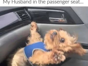 Small dog looks startled in car as if reacting to sudden braking.