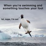 Penguin jumping out of the water with a surprised expression.